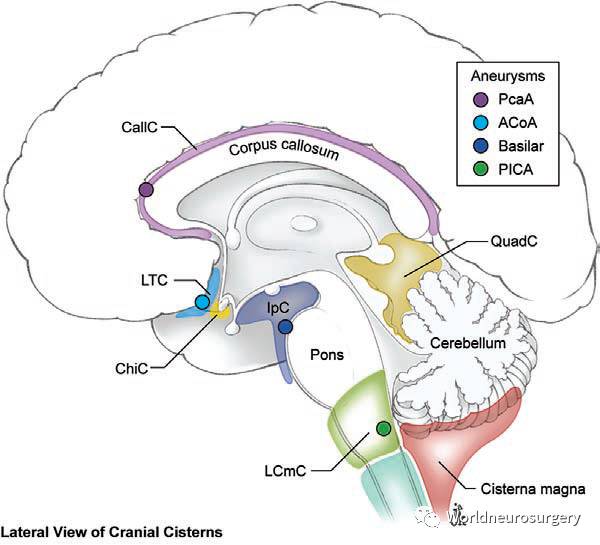 神外医师基本功蛛网膜下腔的解剖sevenaneurysms系列