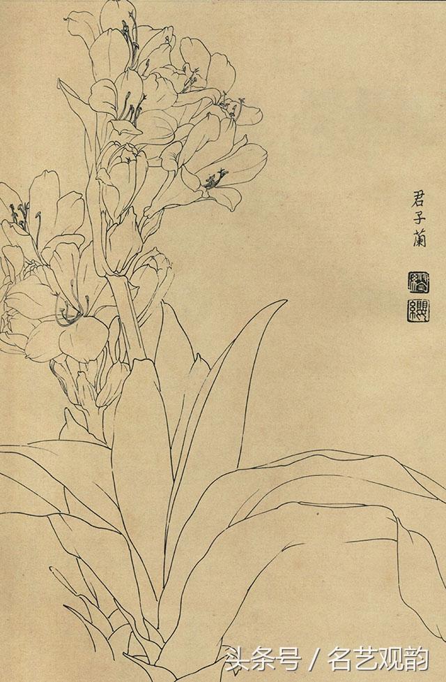 100种花卉线描画谱,绝对值得拥有!收藏学习!