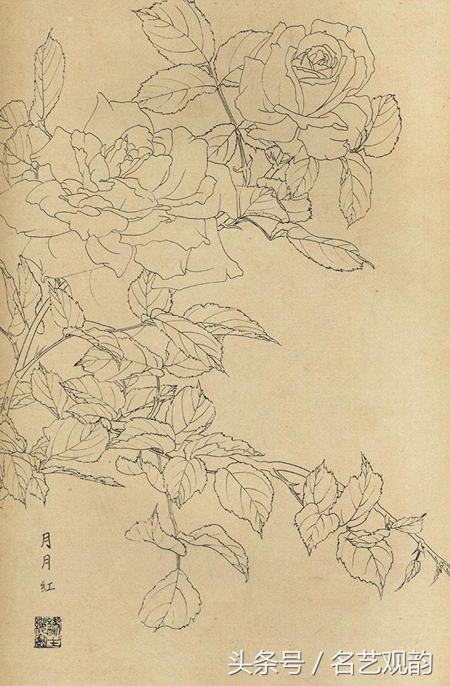 100种花卉线描画谱,绝对值得拥有!收藏学习!