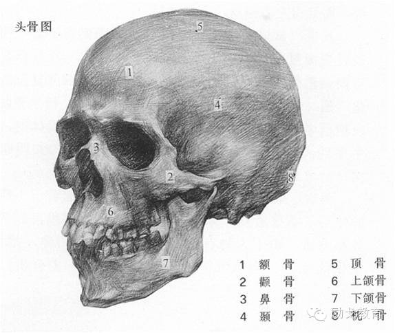 头骨包括颅顶骨,颞骨,枕骨,颧骨(含颧弓,鼻骨,上颌骨,下颌骨,颏结节