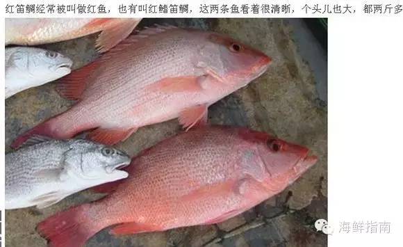 星点笛鲷,台湾称为白星笛鲷,香港叫石蚌,俗名叫花脸,红鱼,白点仔,黄翅