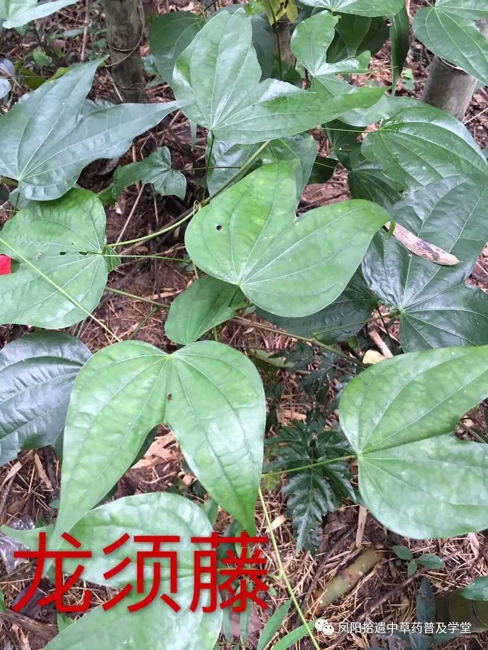 奇草龙须藤