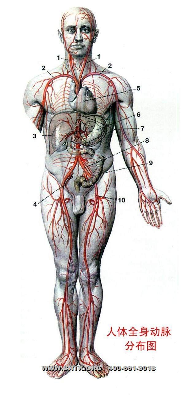 人体全身动脉图