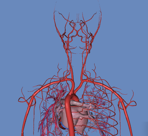 人体血管模拟3d图 动画版(超清晰),肯定有用!