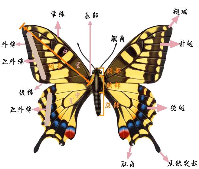 蝴蝶翅膀的形状和色彩千变万化,翅膀的大小因种类不同而变化.