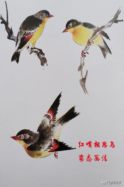 写意国画文鸟相思鸟八哥喜鹊翠鸟姿态的基本画法