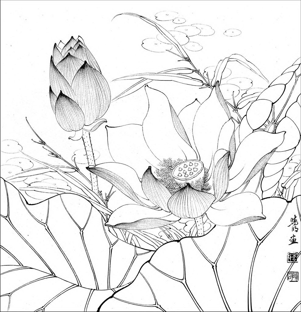 工笔花鸟白描