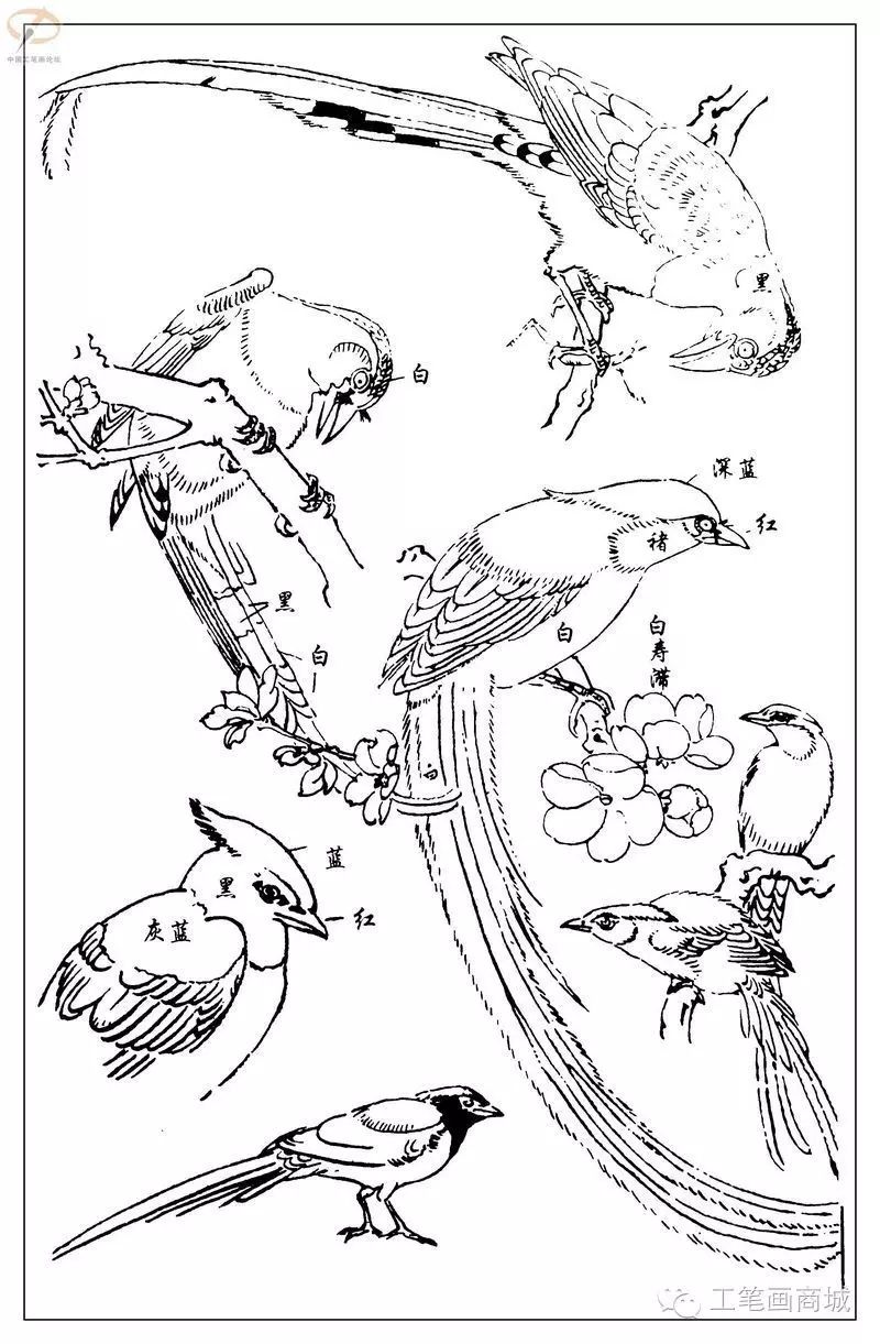 3,路雨年工笔鱼 白描.2,王道良实用花鸟白描资料集.