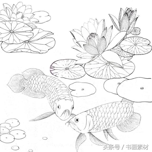 鲤鱼金鱼白描系列图