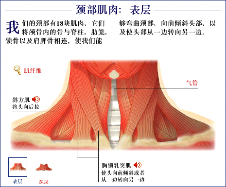 图说人体运动