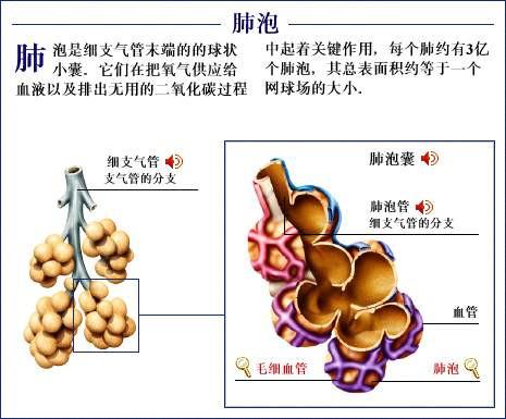 「转载」史上最全的人体(组织器官)全图