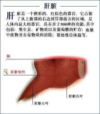 「转载」史上最全的人体(组织器官)全图