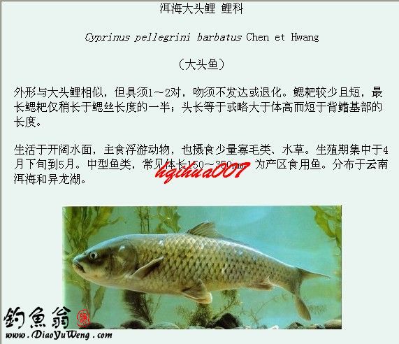 淡水鱼类图谱大全(三)