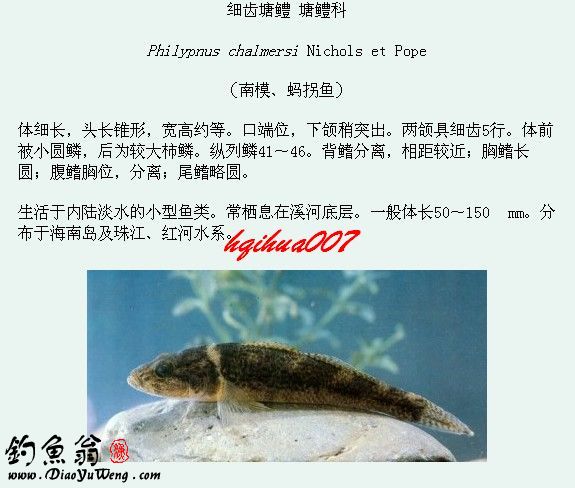 淡水鱼类图谱大全(三)
