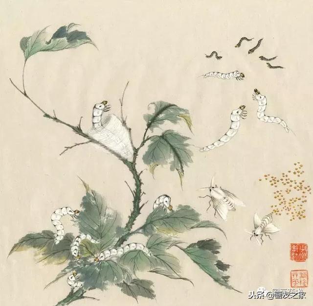 蚕及蛾的画法