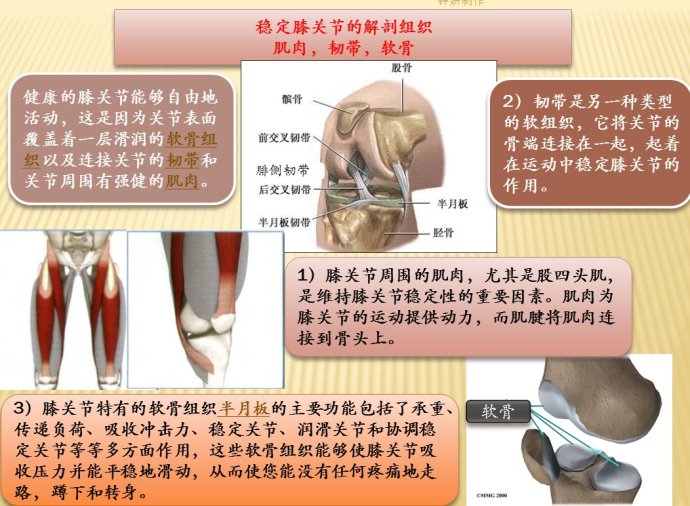 膝关节结构示意图