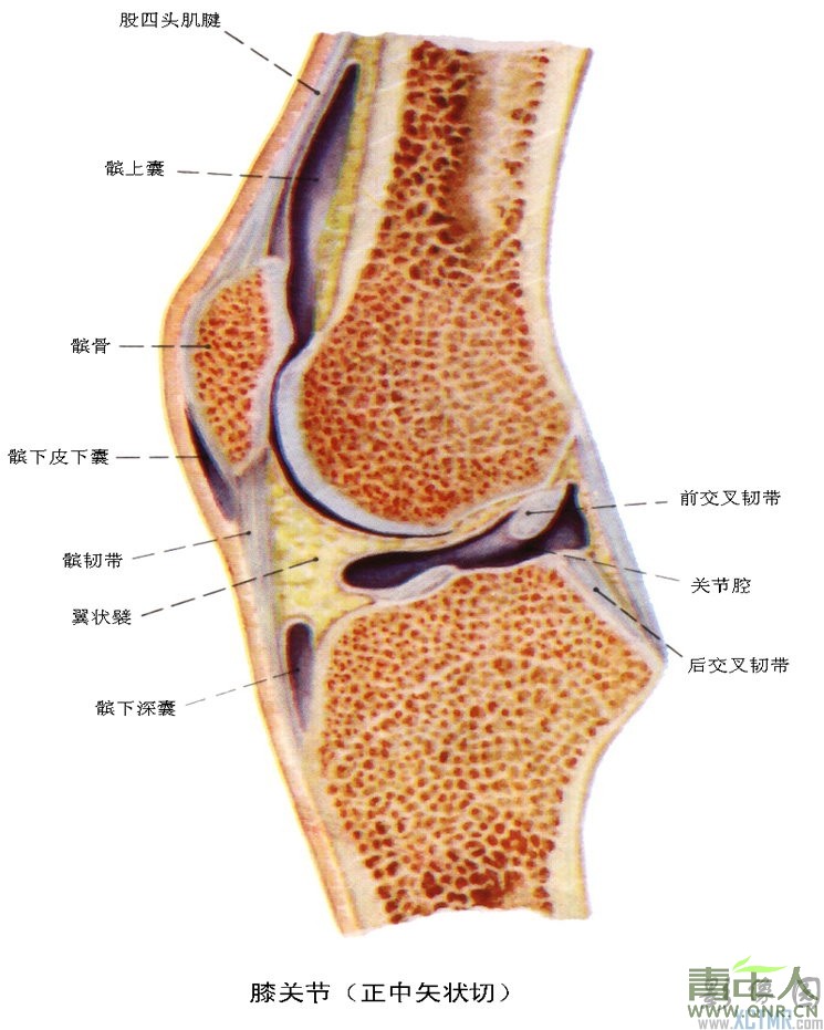 膝关节结构示意图