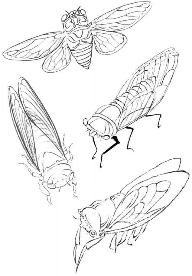 分步骤讲解十三种不同虫类的绘画方法[好网角文章收藏]