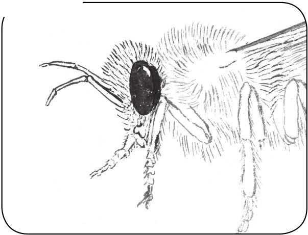 注意:蜜蜂的眼较为突出,勾画时以写实画法来处理.