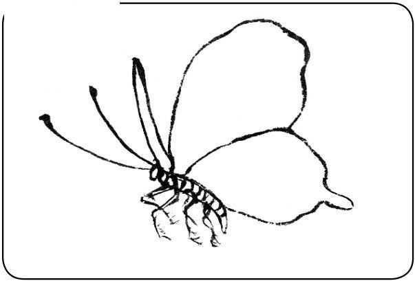 分步骤讲解十三种不同虫类的绘画方法