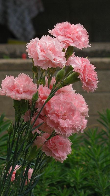 百花园——康乃馨