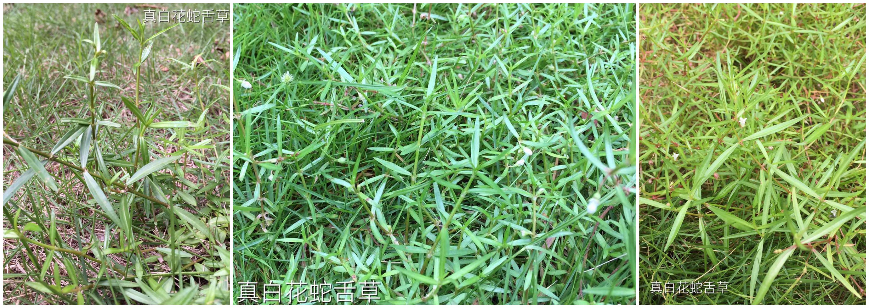 假白花蛇舌草(即水线草,伞房耳草):叶片较为阔,花5~6 朵生于叶腋.