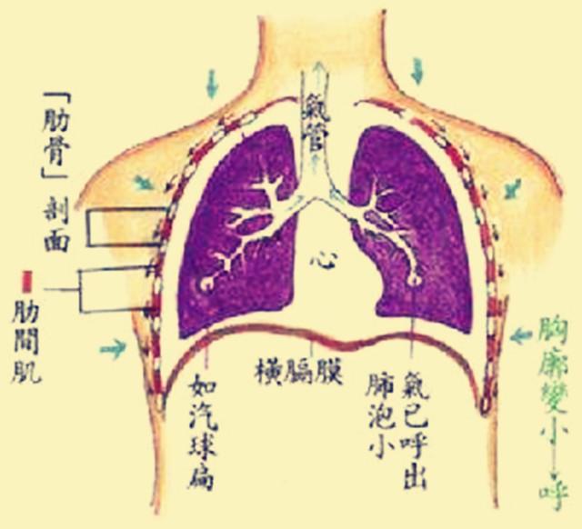 你可以将它叫做"膈,位置大概在胸腔,腹腔之间