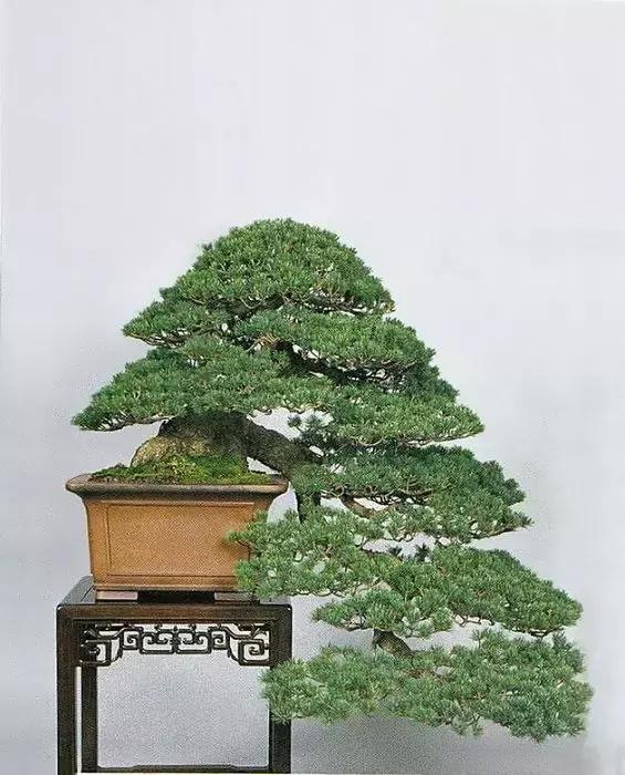 100种禅意盆栽,100种绝美风情!