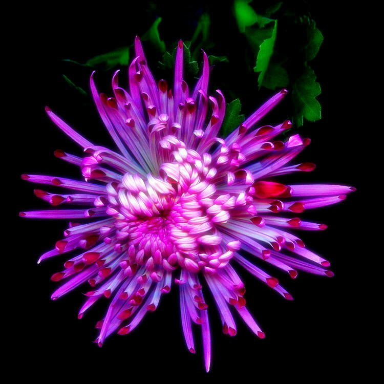 世界上最美的花卉