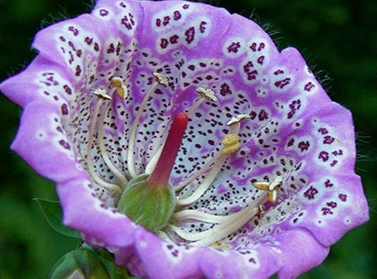 世界上最美的花卉