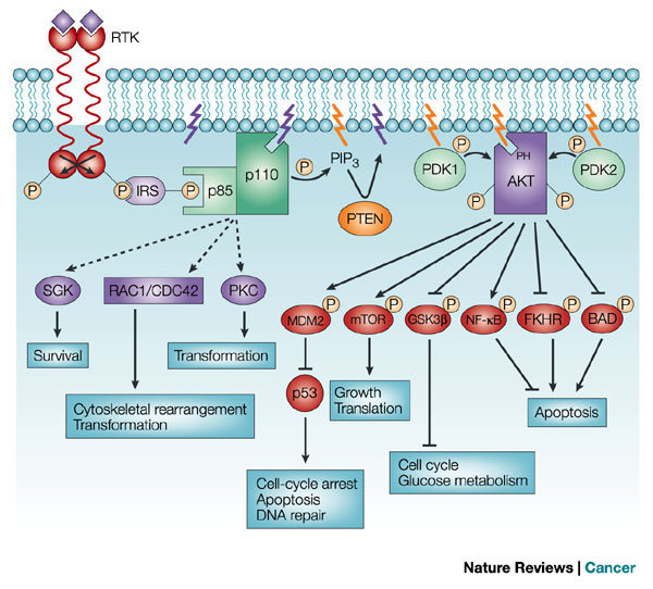 经典信号通路之pi3kaktmtor信号通路