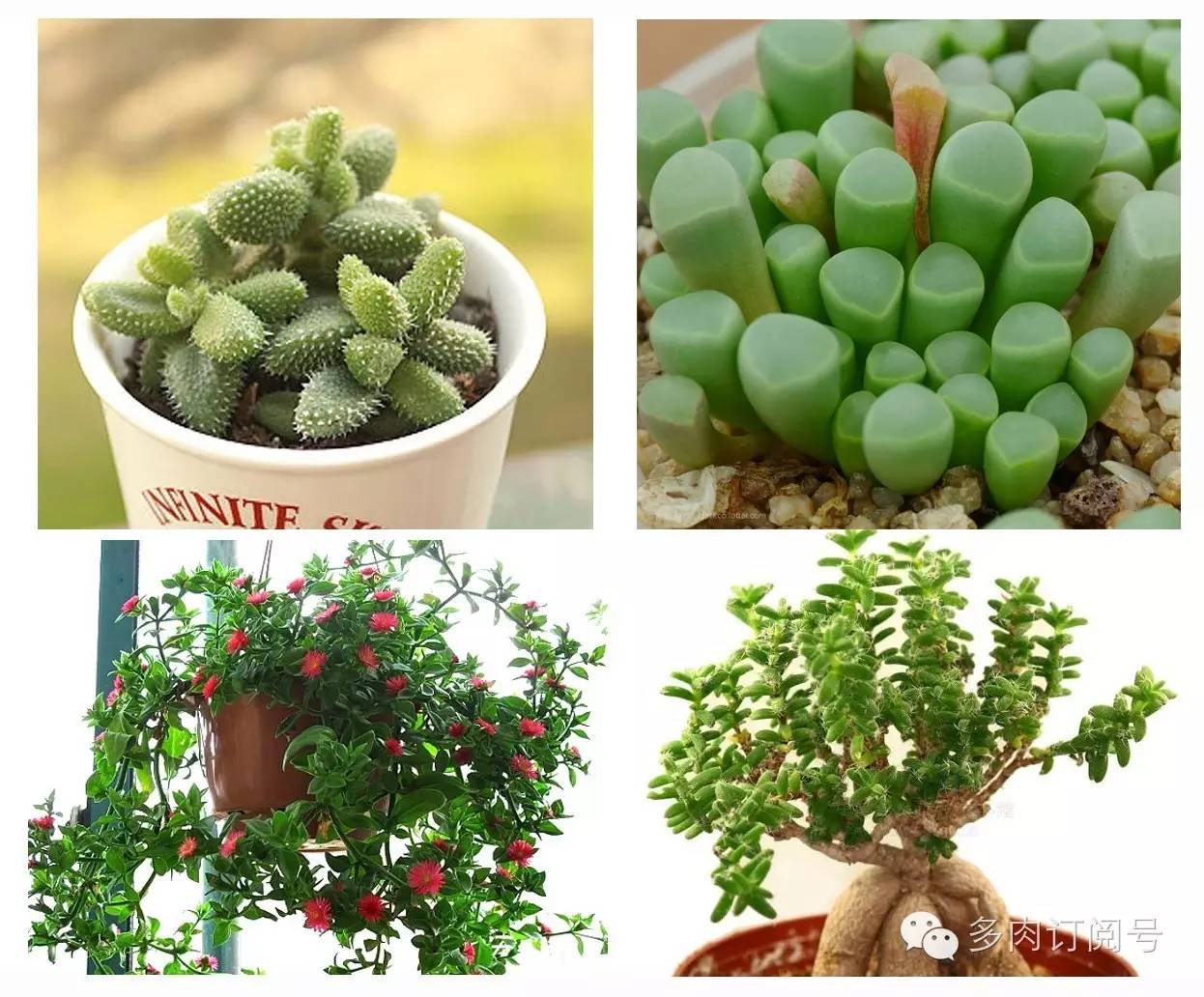 常见夏型种多肉植物介绍(配图版)