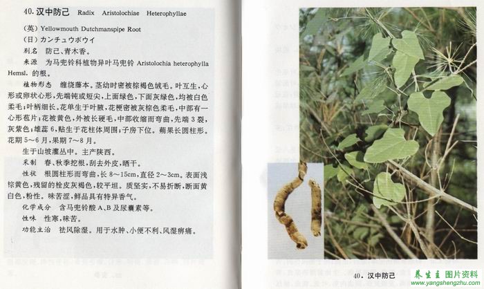 中草药标准彩色图谱·根茎类[好网角文章收藏]