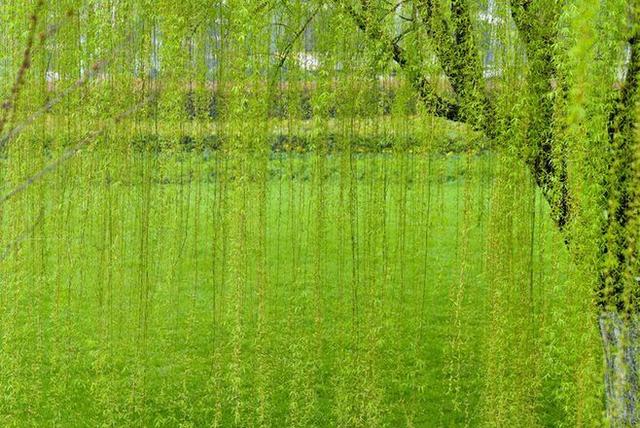 天街小雨润如酥,草色遥看近却无.