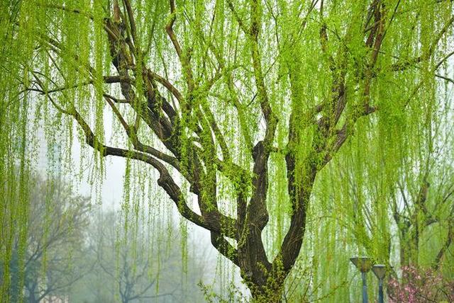 柳色如烟草长莺飞二月天拂堤杨柳醉春烟