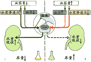 图3-1-5 抗利尿激素的调节及作用示意图