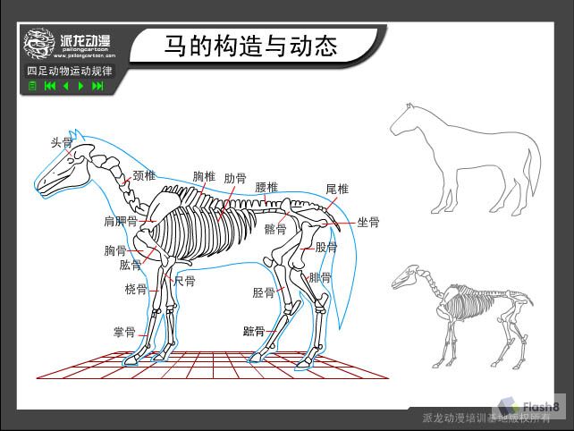 一:马骨骼构造的分析图.