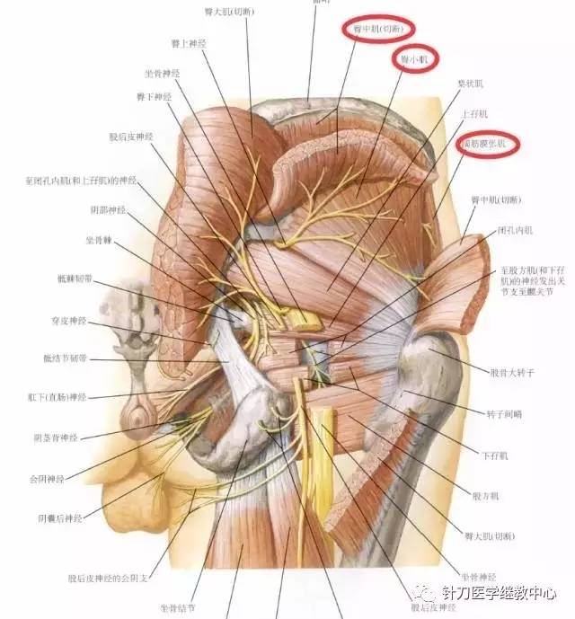干货下肢肌肉的神经支配看完你就会