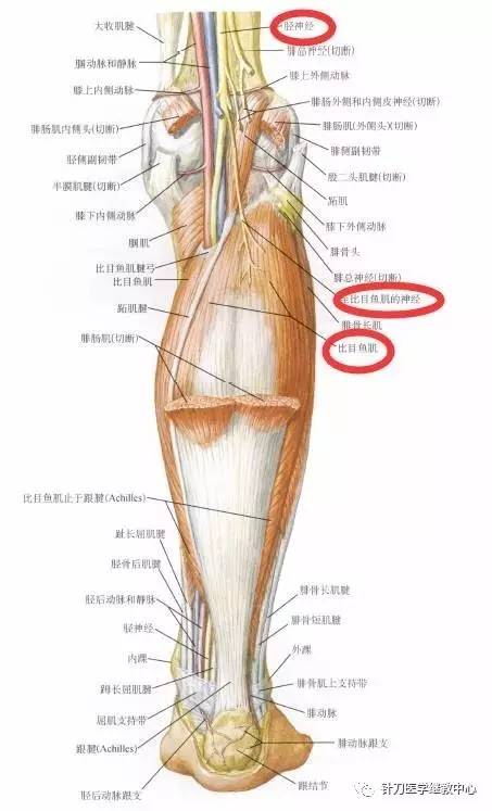干货下肢肌肉的神经支配看完你就会