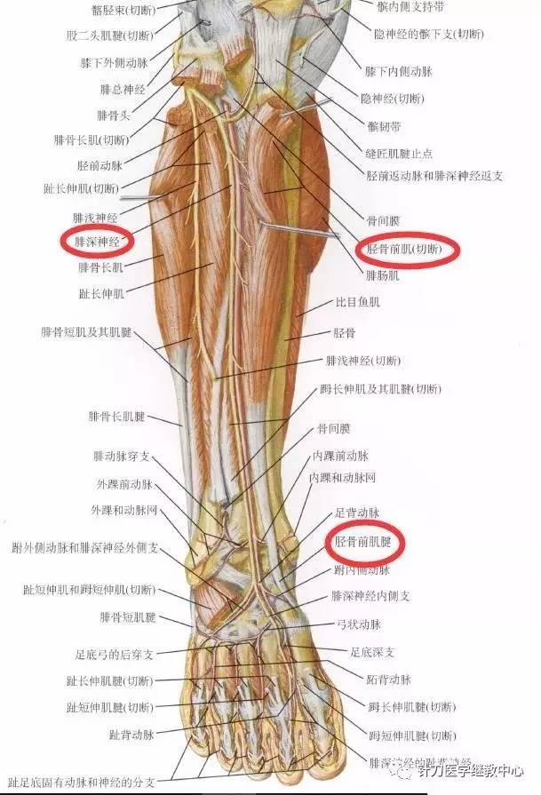 胫骨前肌(腓深神经;l4,l5)解剖走行:触诊:患者足趾抓握;小肌肉能被