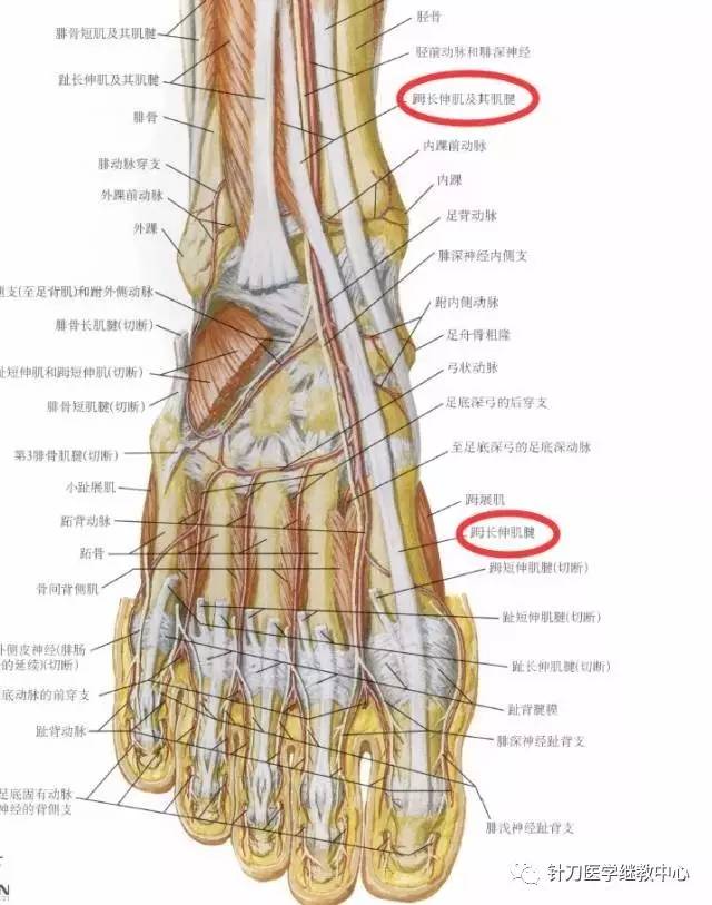 【干货】下肢肌肉的神经支配,看完你就会!