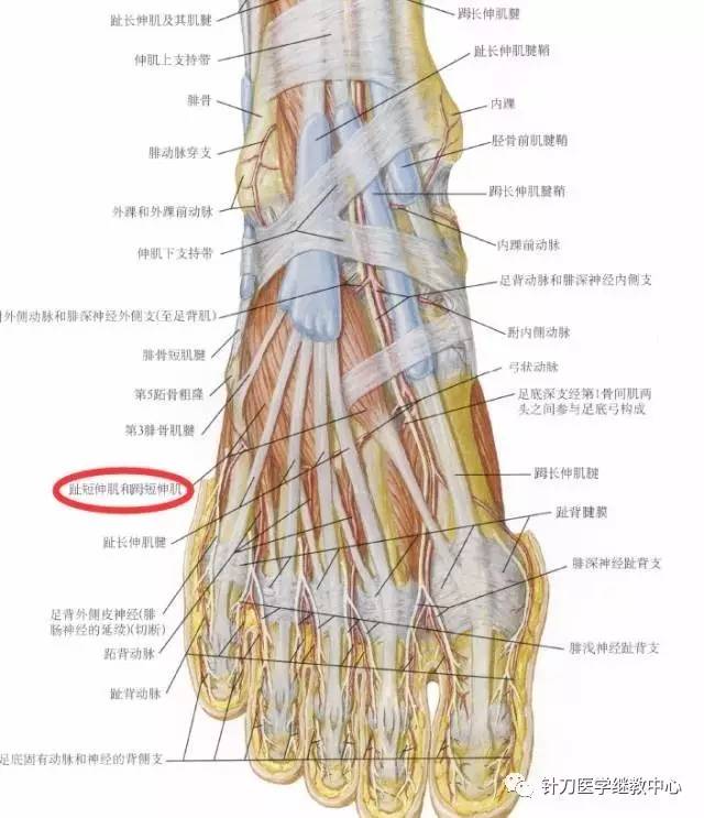 趾伸短肌(腓深神经;l5,s1)解剖走行:触诊:患者背屈远端大拇指抗阻.