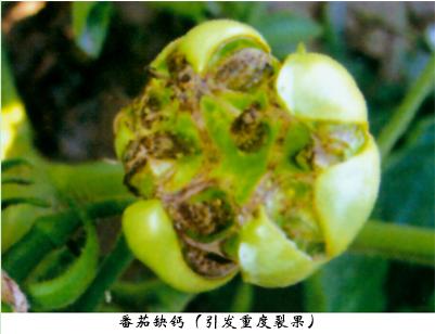 番茄缺素图谱大全