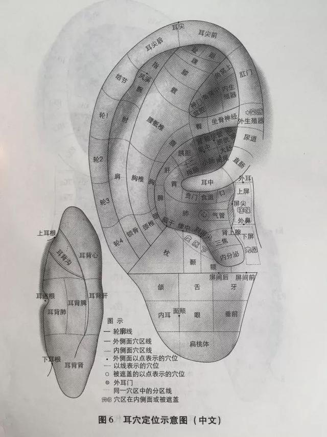 经常揉揉耳朵,有助疏通经络,运行气血,调理脏腑,达到防病治病的目的.