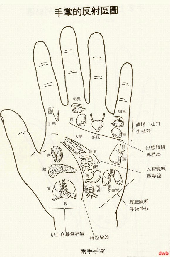 手掌反射区图人体左侧穴位图人体壬脉大穴手掌穴位彩图人体胸部腹部