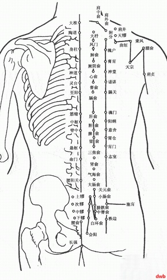 女性人体经络穴位图背面-女性人体经络穴位图正面-女性人体经络穴位图