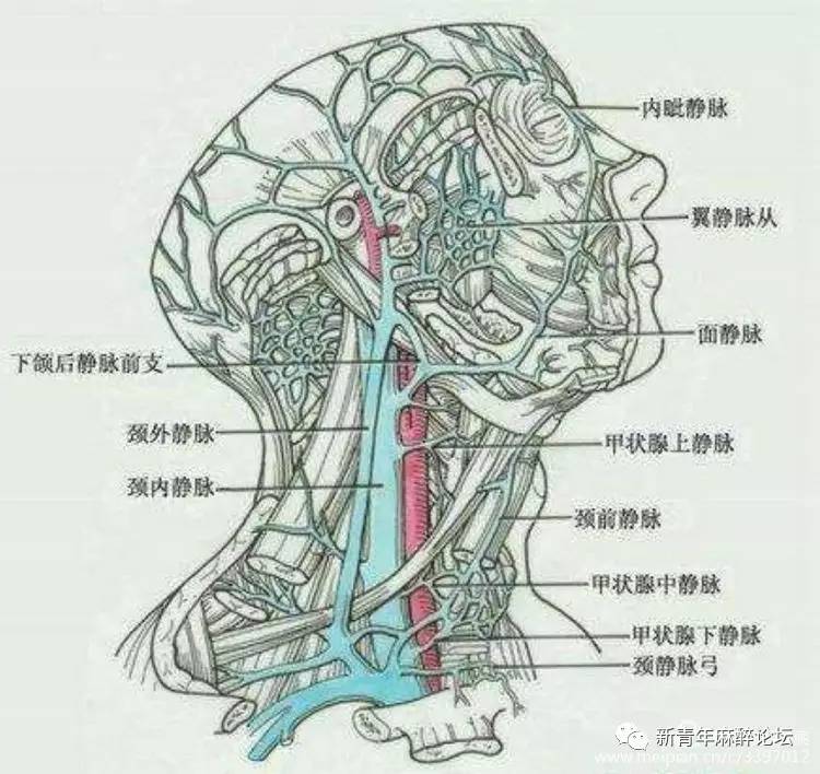 颈内静脉解剖图