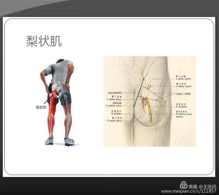 臀部肌肉的功能解剖及相关疾病的浮针治疗
