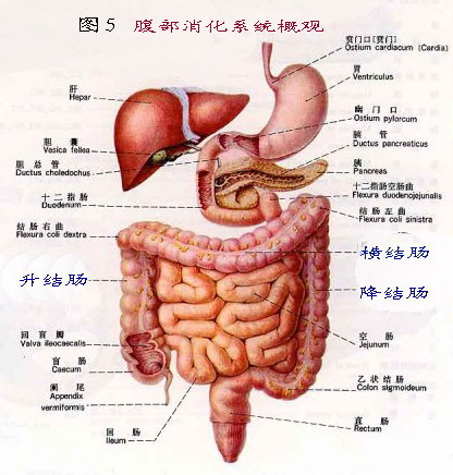 5(一)米字型按摩法:参照图3.不分时间.