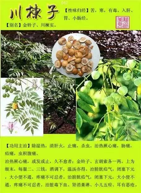 300味中草药彩◇谱完整版(含别名,性味归经,功效主治)